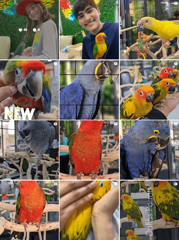 Dallas Parrots Instagram Posts